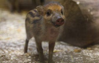 Critically endangered Visayan warty piglets born at Edinburgh Zoo