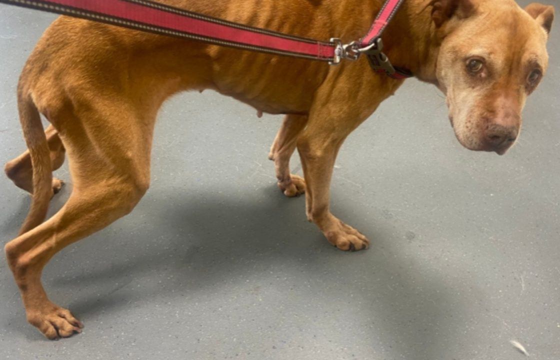 Probe launched after emaciated dog rescued by passer-by in Glasgow