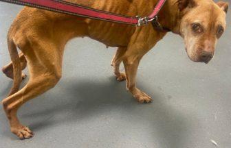 Probe launched after emaciated dog rescued by passer-by in Glasgow