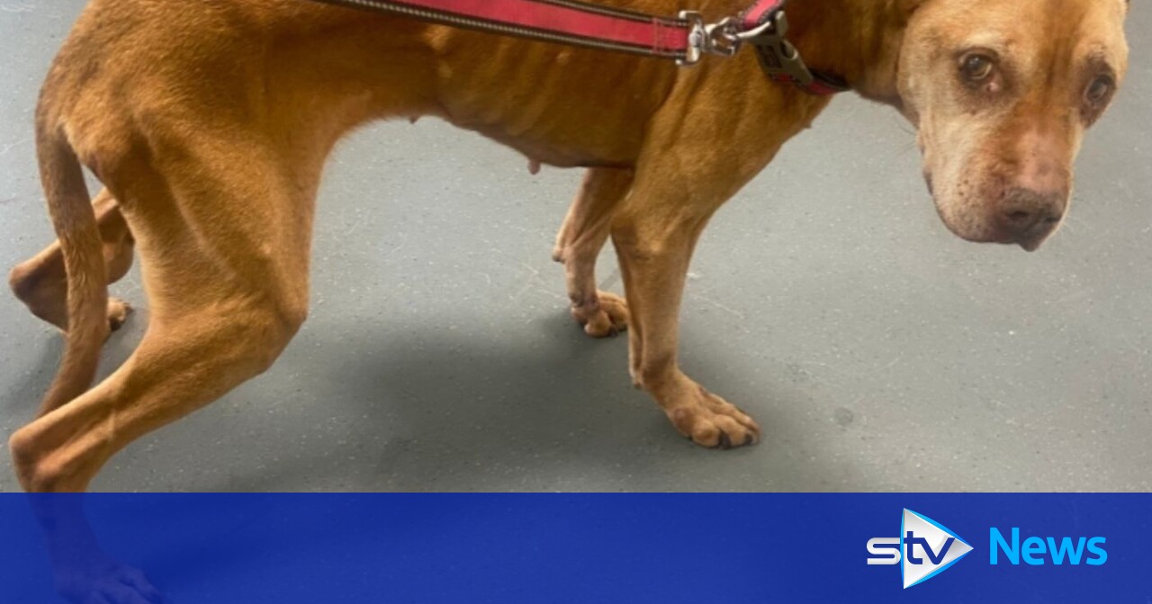 Probe launched after emaciated dog rescued by passer-by in Glasgow ...