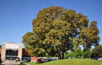 Ancient walnut tree on A9 in Perth named Scottish contender in Tree of the Year competition