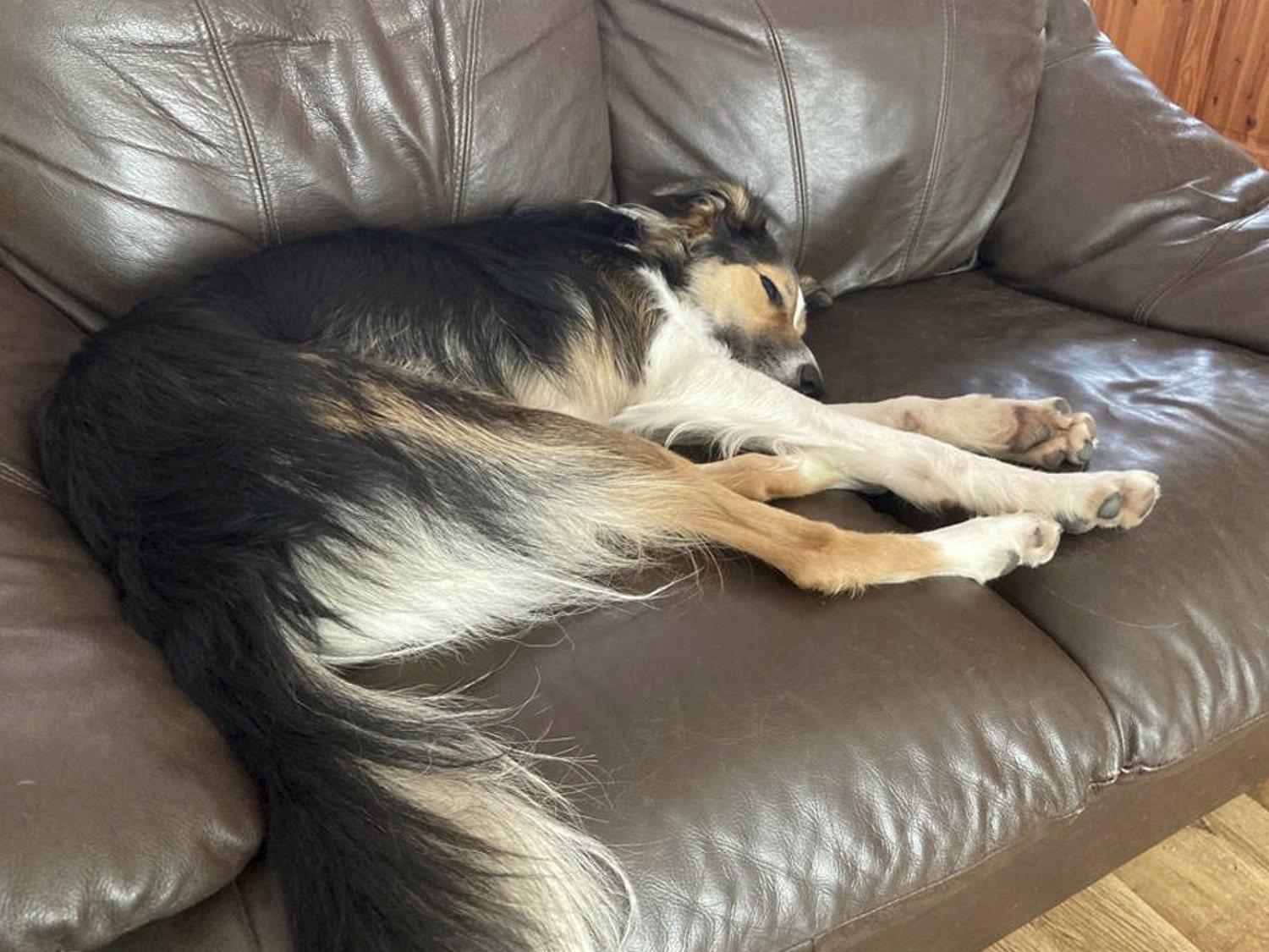 Bryn, one of the dogs being fostered by a Freedom Project carer. 