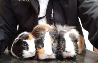 Three Guinea pigs found abandoned in carrier by dog-walker in Edinburgh
