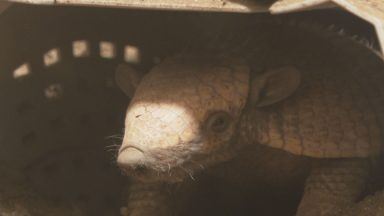 Behind the scenes at Fife Zoo conservation programme