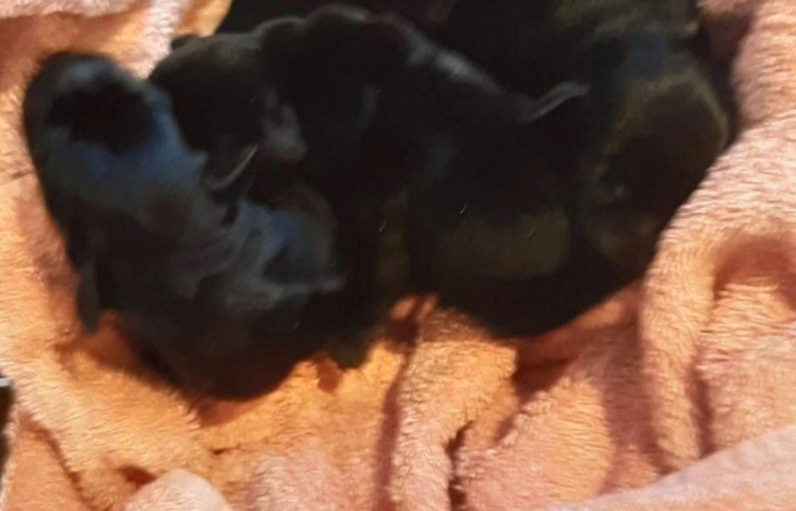 Seven puppies just ‘days old’ found abandoned in plastic box in Bathgate