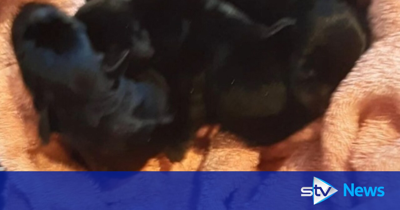 Seven puppies just 'days old' found abandoned in plastic box in ...