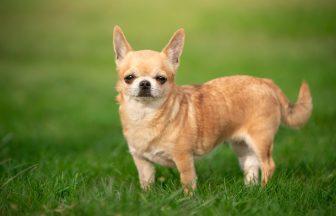 Michael Frati killed pet Chihuahua by striking her on the head with a hatchet in Glasgow