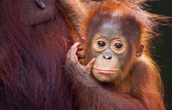Call for Edinburgh firm linked to orangutan row to be barred from renewable leases