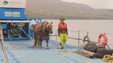 Loch Arkaig Pine Forest: Logging horse Tarzan commutes to work aboard special barge to help restore ancient woodland