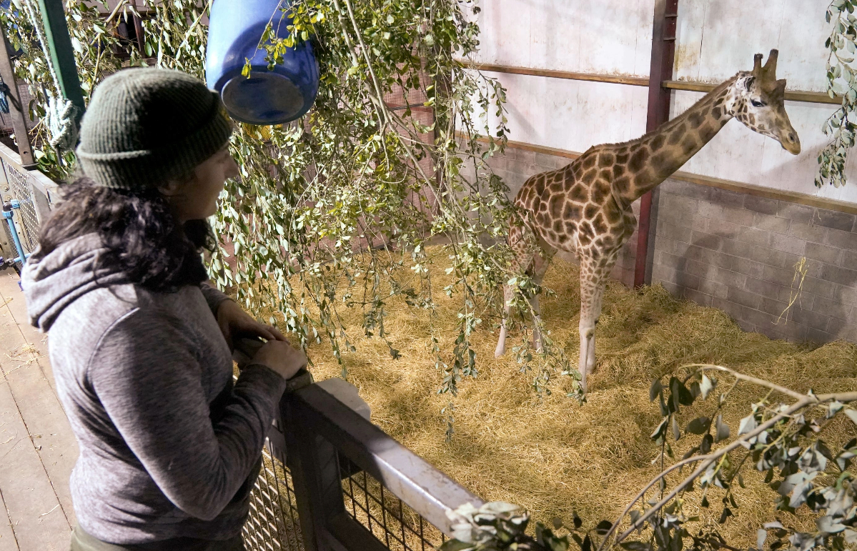 The park estimates there are only about 2,000 Rothschild’s giraffes left in the wild (Andrew Milligan/PA)
