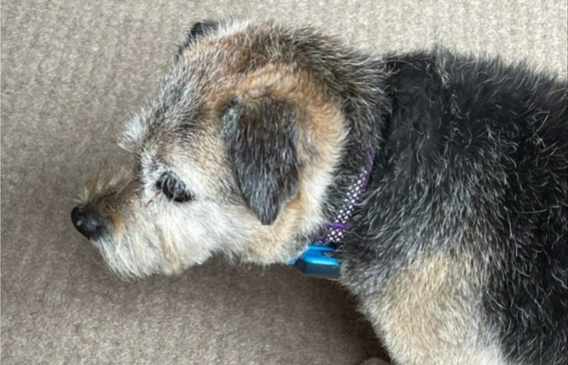 Search launched for elderly dog with dementia who went missing near Meall Glas footpath in Trossachs