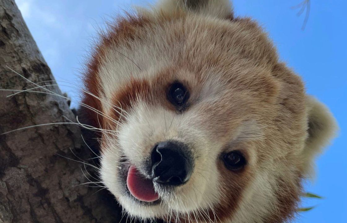 Edinburgh Zoo confirms death of Kitty the red panda following ‘age-related health problems’