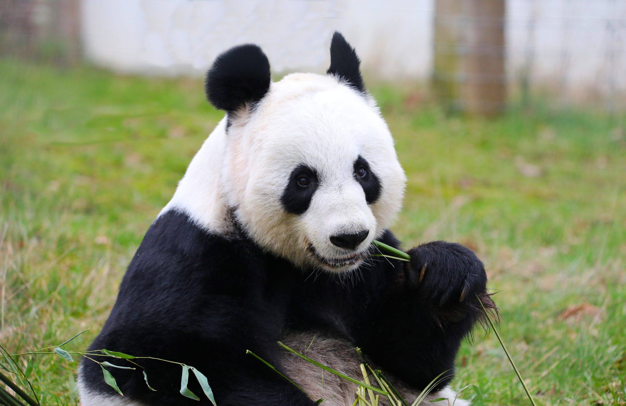 Pandas attributes