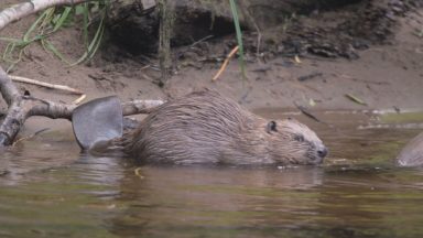 Beavers could return to Cairngorms for first time in 400 years