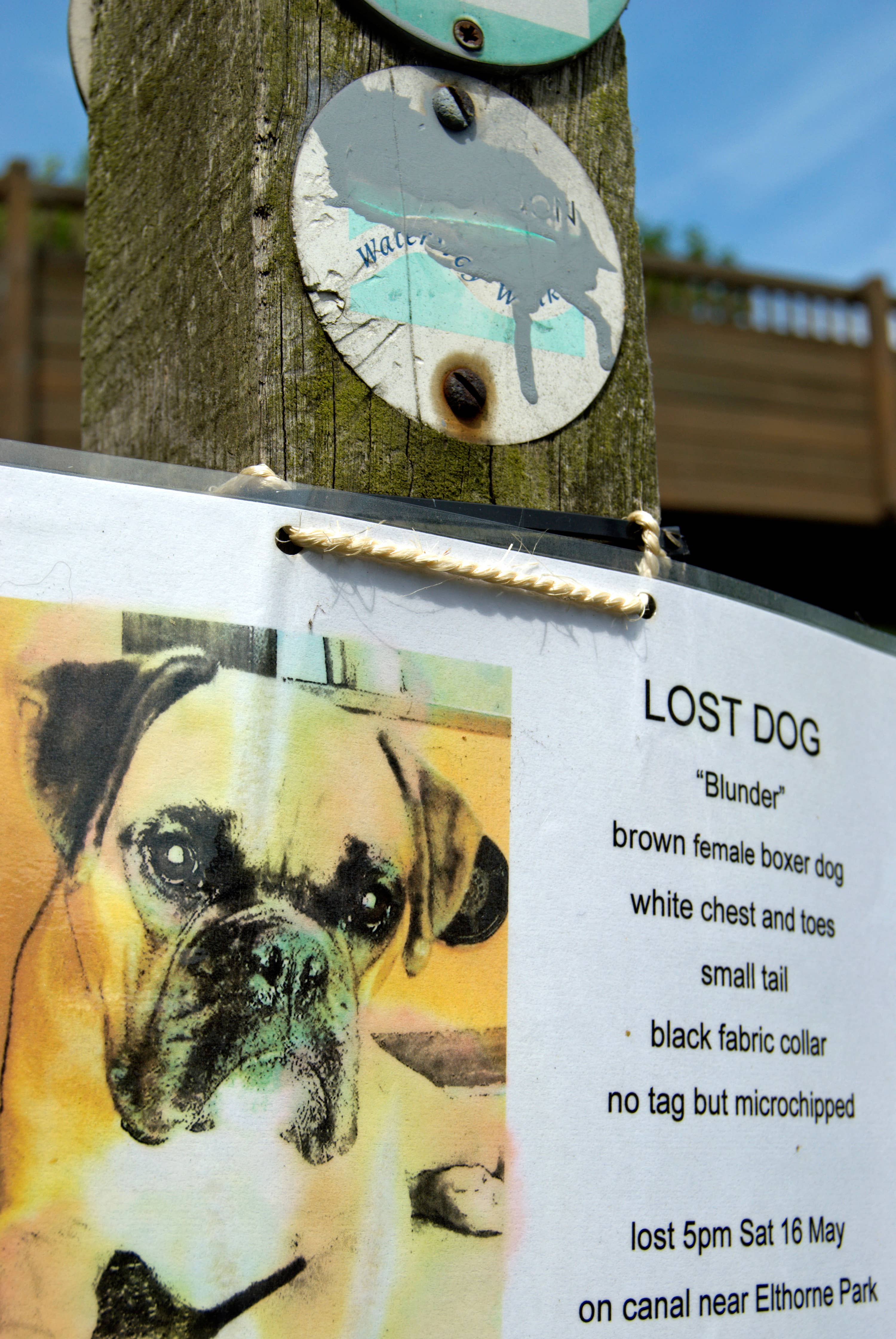 The Scottish SPCA said people often have to instigate searches for their missing dogs themselves.