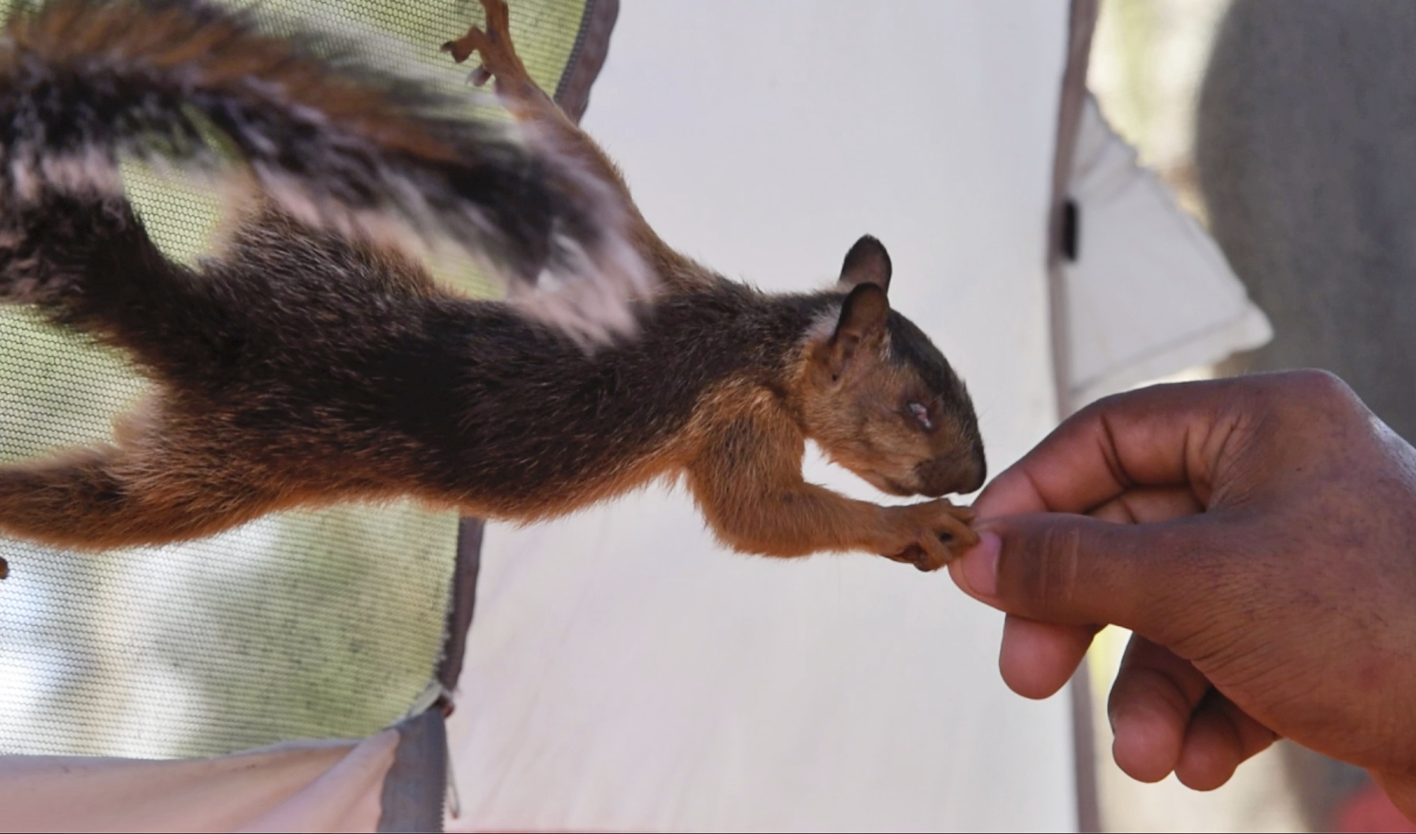 In this image taken from video, Niko, a pet squirrel, is fed by his owner, Yeison, in their tent at a migrant camp, Wednesday, Sept. 20, 2023 in Matamoros, Mexico. Yeison, who declined to give his last name because he fears for his family’s safety in Venezuela, traveled with Niko thousands of miles to the border with the United States. But Yeison and Niko may be separated if he is granted entrance to the U.S. (AP Photo/Valerie Gonzalez)
