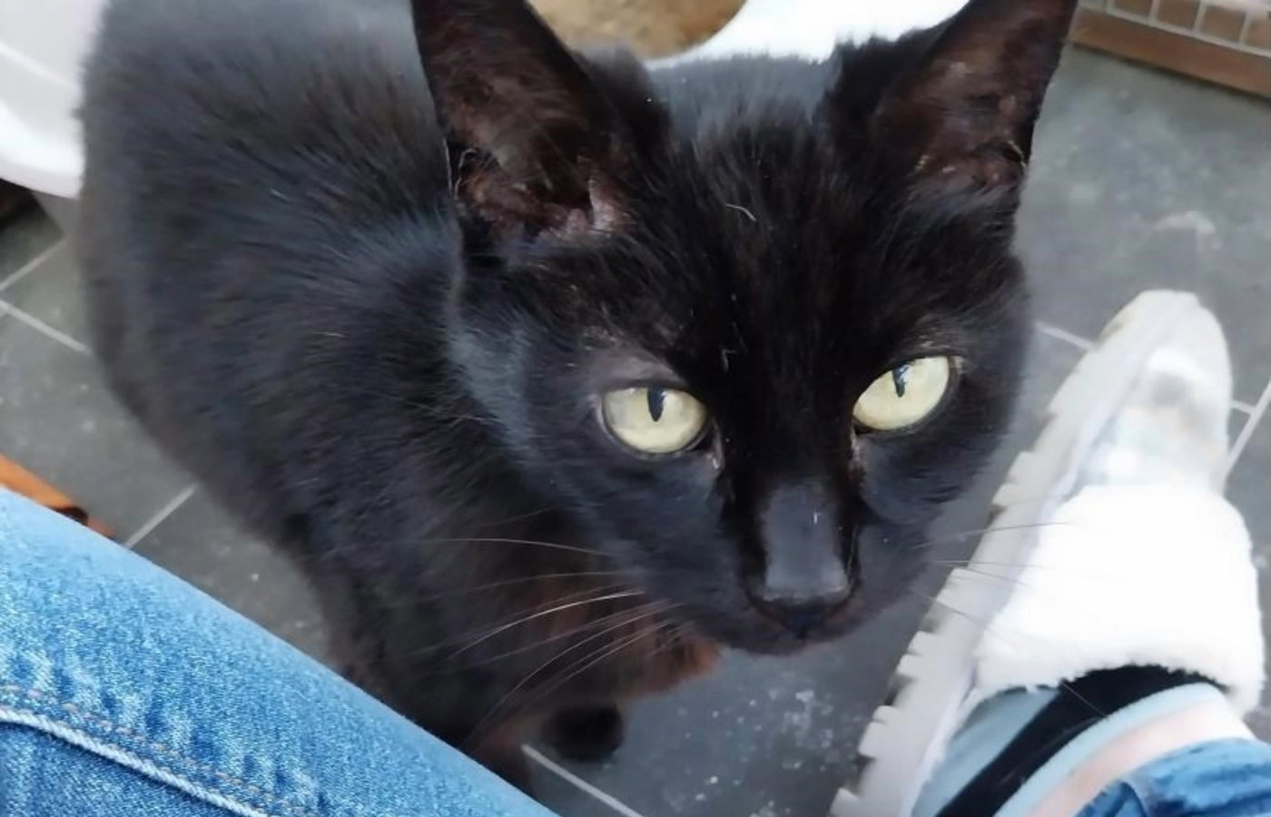 LV, the 20-year-old black cat, is around 96 years old in cat years.