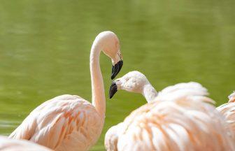 UK’s largest flock of flamingos settles into new Scottish home at Auchingarrich Wildlife Park