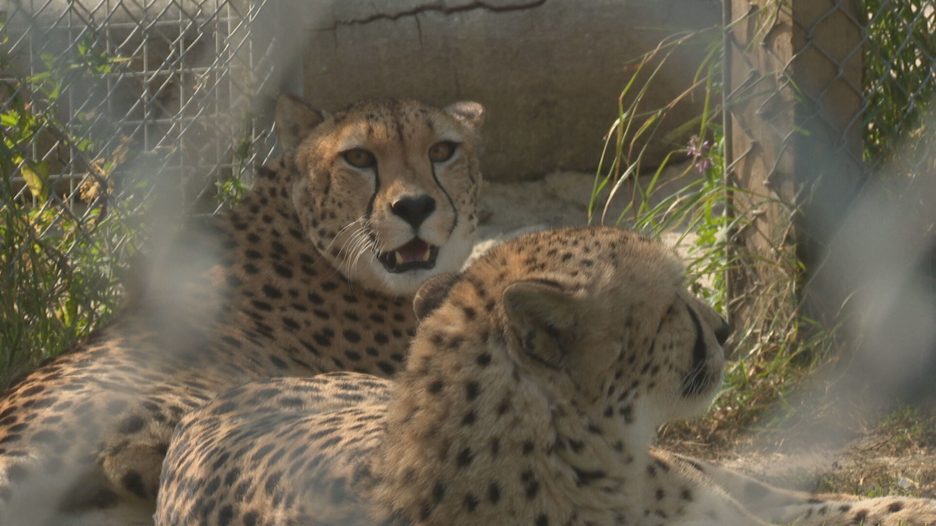 Ashanti within her enclosure at Five Sisters Zoo.