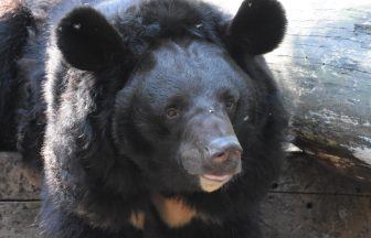 Bear that survived bombing of Ukrainian zoo to be re-homed in Scotland