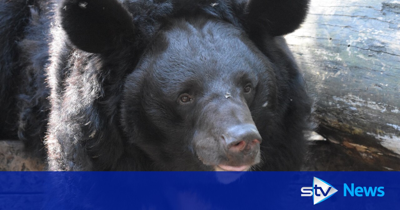 Bear that survived bombing of Ukrainian zoo to be re-homed in