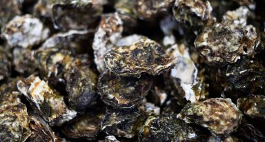 Oysters returned to Firth of Forth for first time in a century