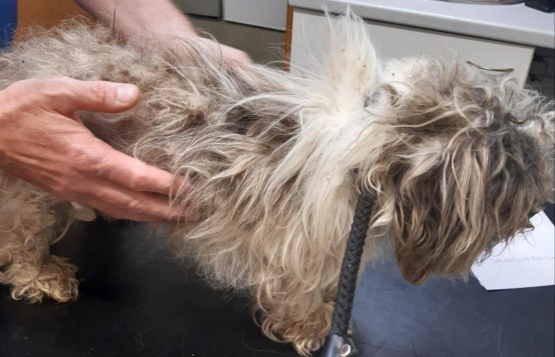 Emaciated dog found abandoned and tied up outside pet hotel in Dunfermline