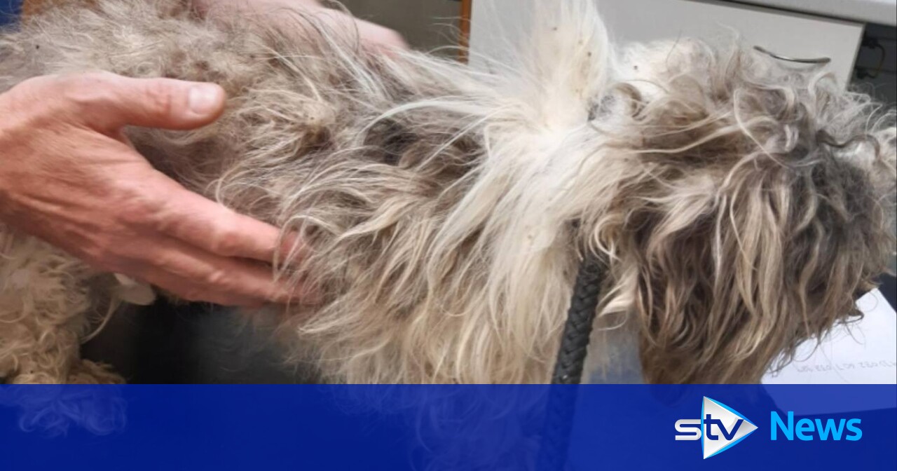 Emaciated dog found abandoned and tied up outside pet hotel in ...