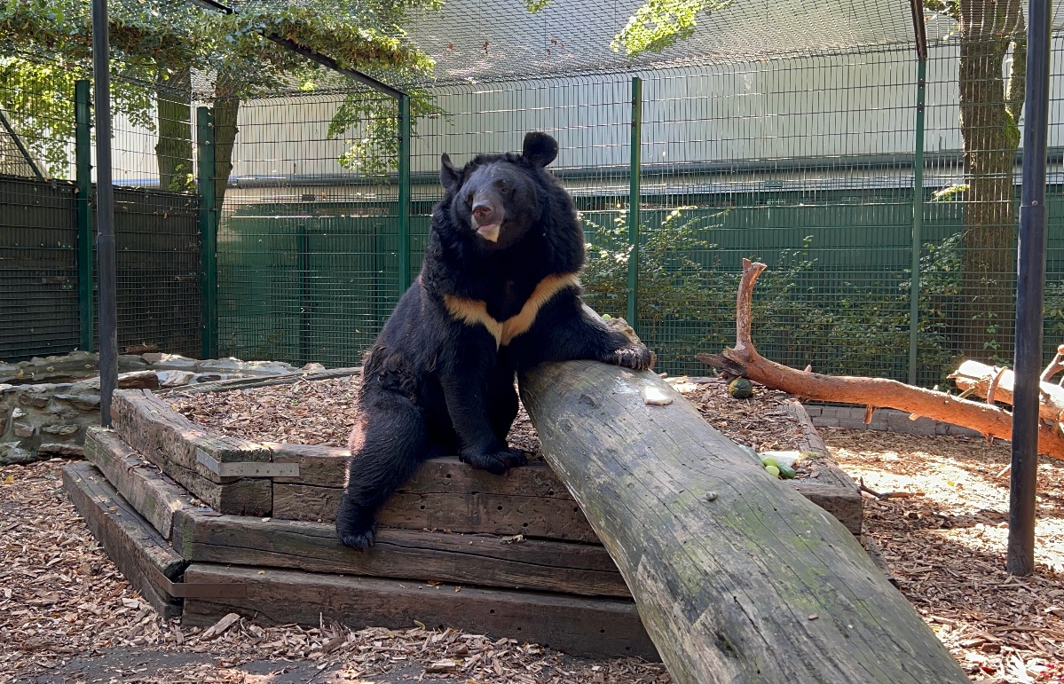 A refugee bear from a bombed-out Ukraine zoo finds a new home in