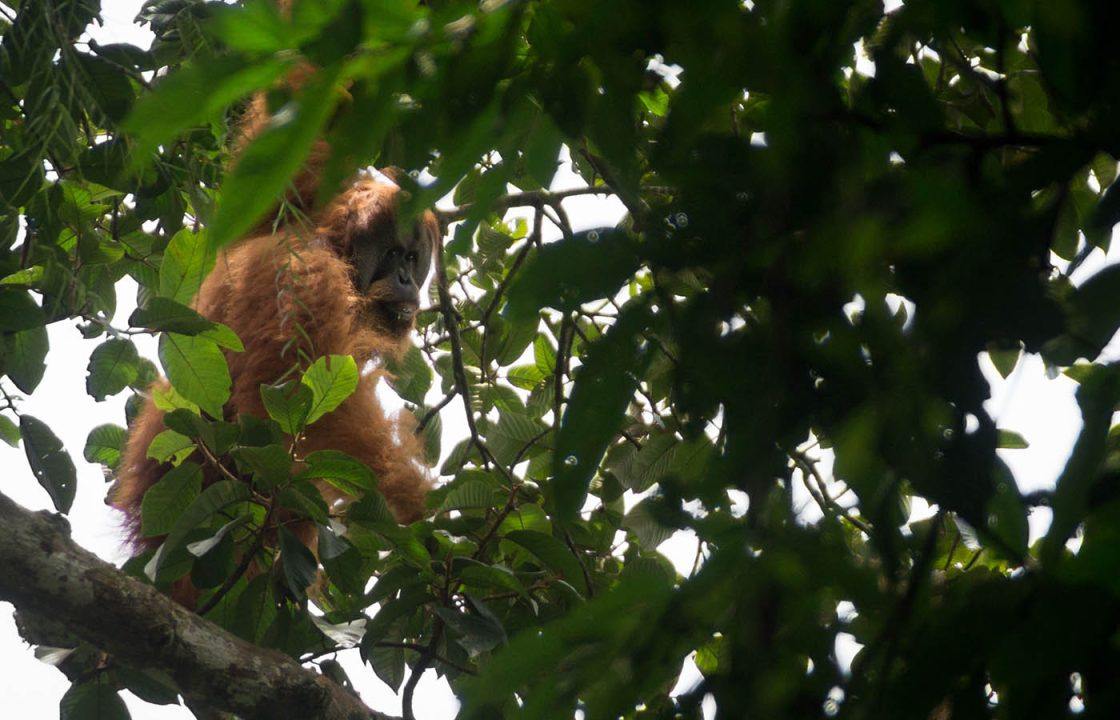 Conservationists urge Yousaf to act over Indonesian dam threat to rare orangutan