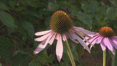 Volunteers urge First Minister to step in over gardens funding cut