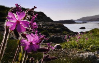 Rapid change needed to stop further nature loss in Scotland, report says