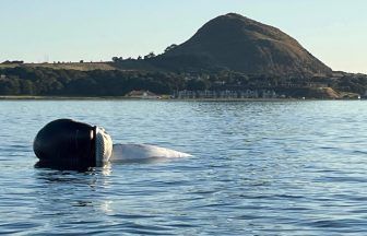 Dead minke whale washes up in North Berwick as locals urged to keep their distance
