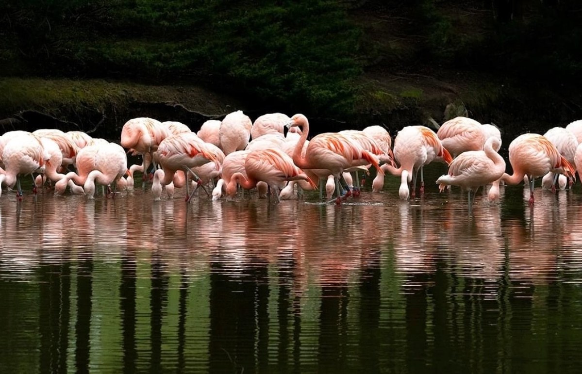 Forty-six Chilean flamingos made the 200-mile journey from Cumbria Zoo in the Lake District to Auchingarrich Wildlife Park near Perth at the start of the summer.