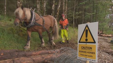 Logging horse used to help restore woodland in Highlands