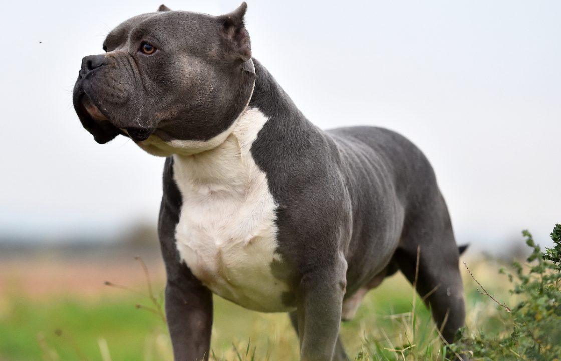 ‘No need’ to transport banned American XL Bully dogs from England and Wales to Scotland, Scottish SPCA say