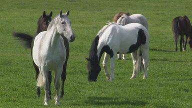 Aberdeen sisters in drive for Equine Grass Sickness cure