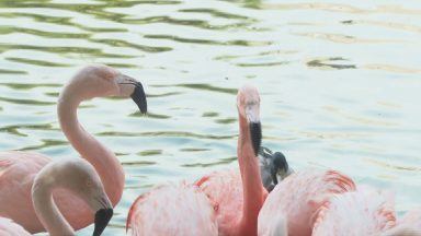 UK’s largest flamingo flock welcomed at Perthshire park