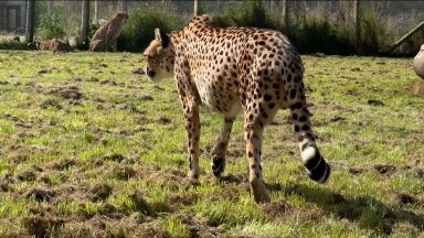 Cheetah at Scots zoo on road to recovery after leg amputation