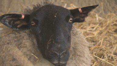 Scottish Government publishes long-awaited Agriculture Bill