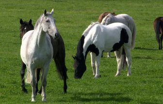Sisters helping scientists find a cure for devastating horse condition Equine Grass Sickness