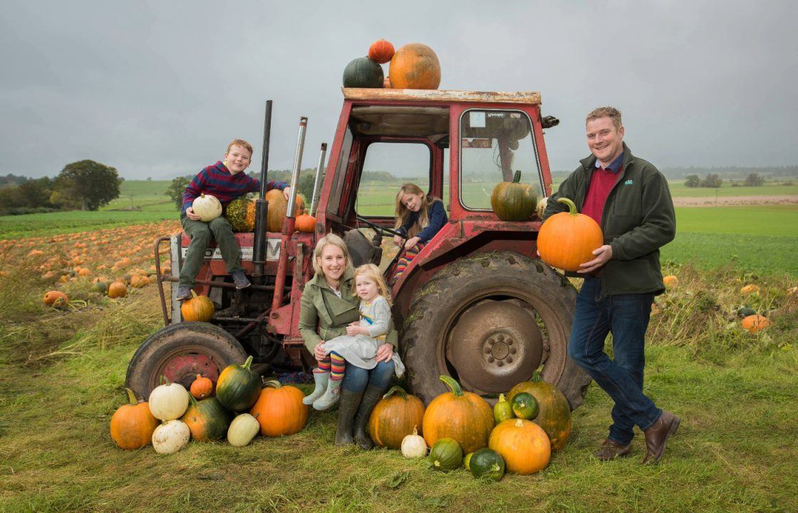 Arnprior Farm in Stirling to open ‘magical’ pick-your-own pumpkin patch this Halloween