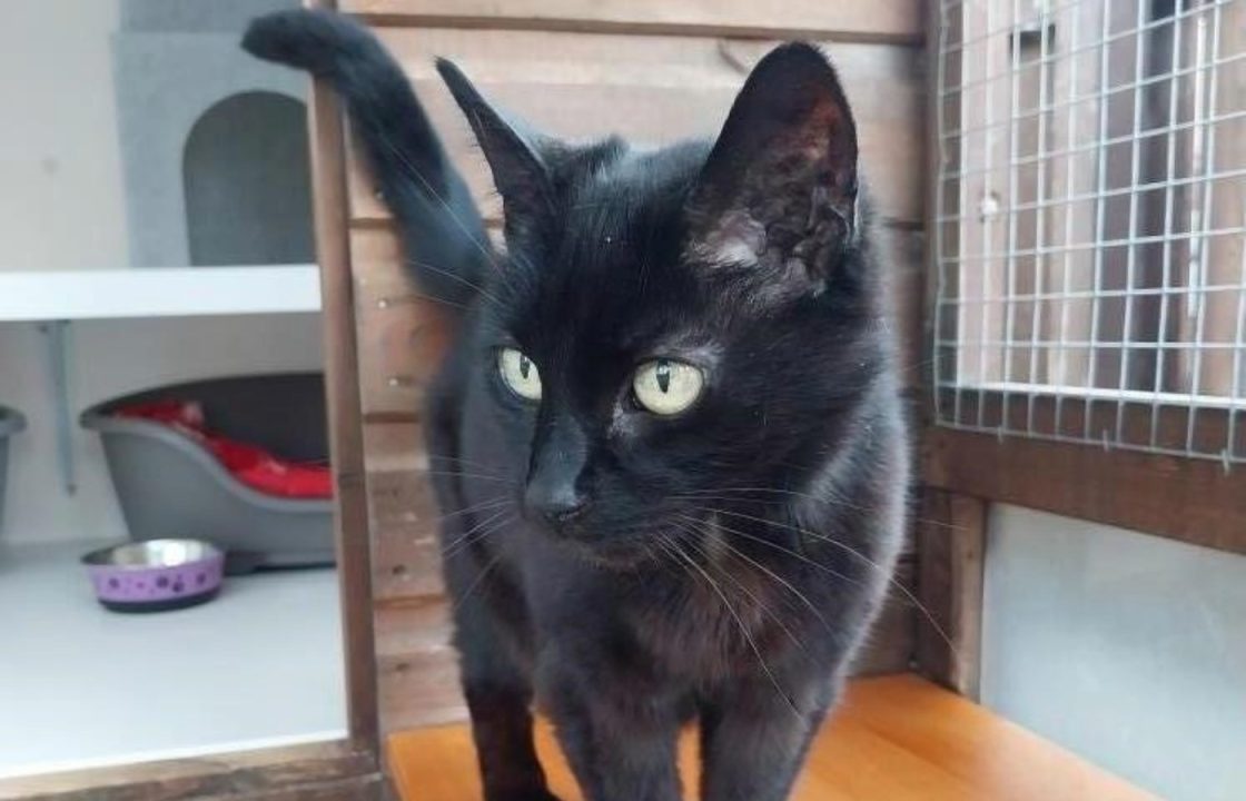 Search to find new owners for 20-year-old cat left homeless in Glasgow