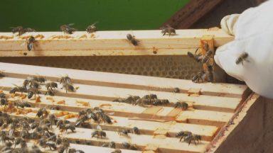 Dundee school pupils learning the art of beekeeping