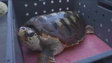 Tropical turtle that washed up on Scotland released into wild