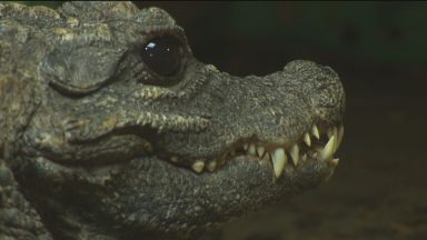 Pupils comparing classroom to crocodile enclosure