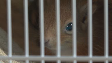 Baby red squirrel nursed to health after brush with death