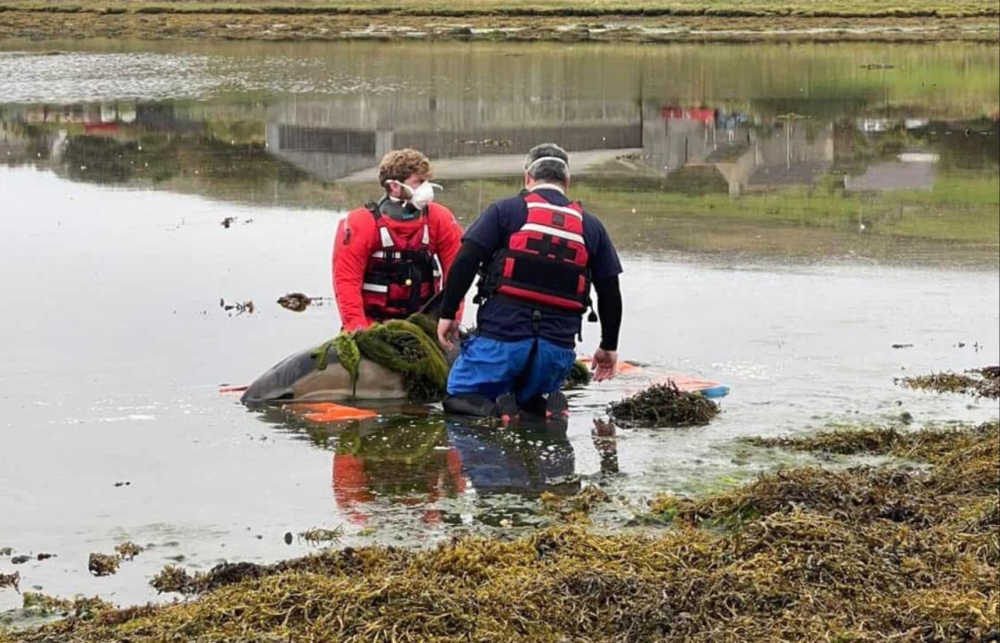 Stranded dolphin euthanised after 14-hour rescue mission in Finstown, Orkney