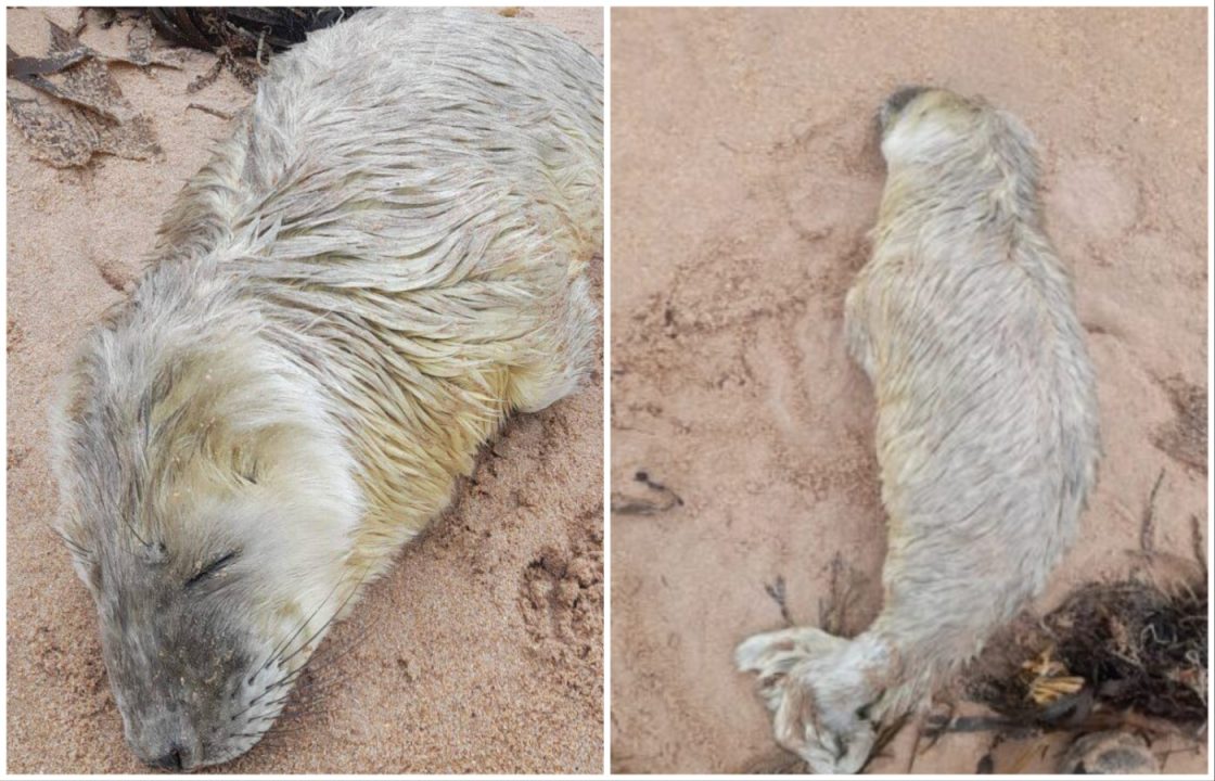 Premature seal pup rescued by BDMLR after being abandoned on Aberdeenshire beach