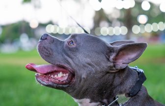 Will American XL bully dogs be banned in Scotland after UK Government change?